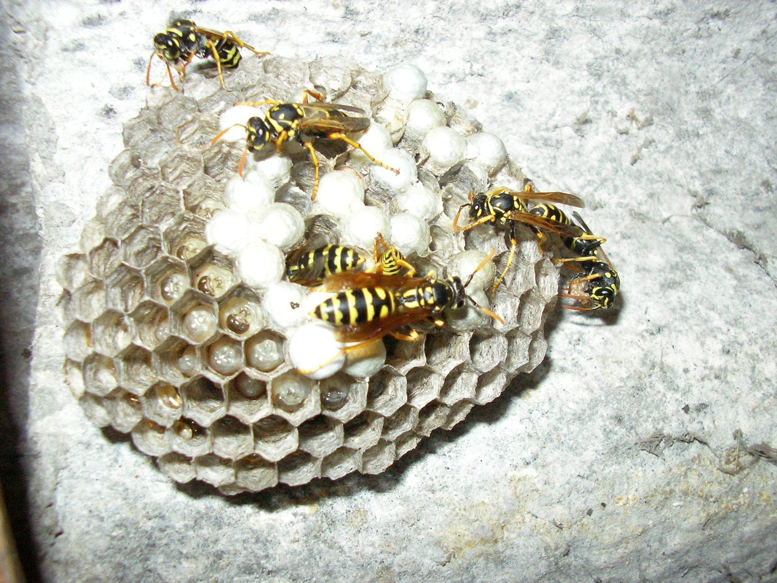 Pest Control and Termite Treatment in Brisbane 2026, Cost Guide and How to Find a Licensed Brisbane Pest Controller