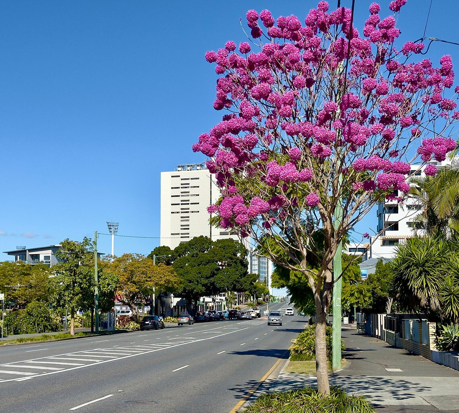 Winter in Brisbane, Main Street, Kangaroo Point, 2024