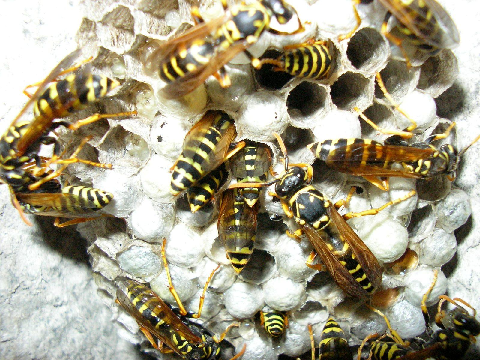 Pest Control in Brisbane 2026, Termite Treatment Costs, Pest Inspection Prices, and How to Find a Licensed Pest Controller Near You