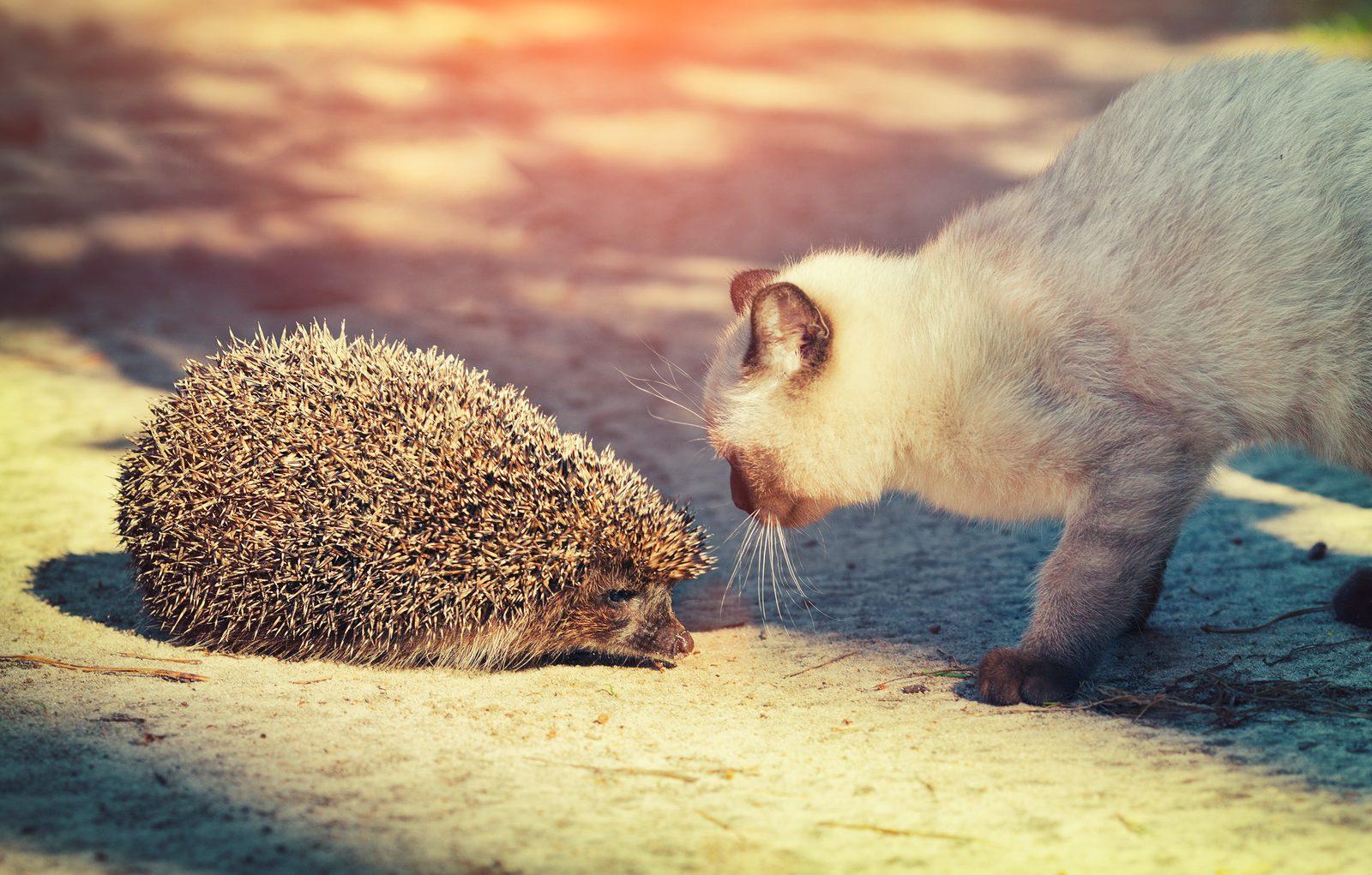 Meeting Brisbane Wildlife at Lone Pine Koala Sanctuary